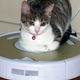 Illustration for article titled 19 Adorable Animals Using Technology Adorably